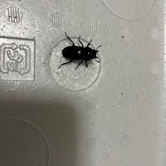 コクワガタ ペア 単品 どちらでもの画像