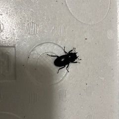 コクワガタ ペア 単品 どちらでもの画像