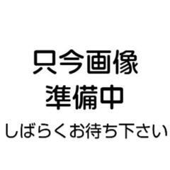 クヌギ　苗木　2本　どんぐり の木