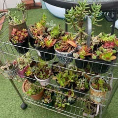 鉢入り、リメイク缶入りの多肉植物　寄せ植え♪ 一点100円です😃