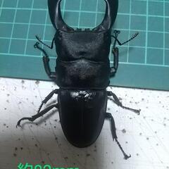 スラウェシヒラタ  ペア ◤A品◢