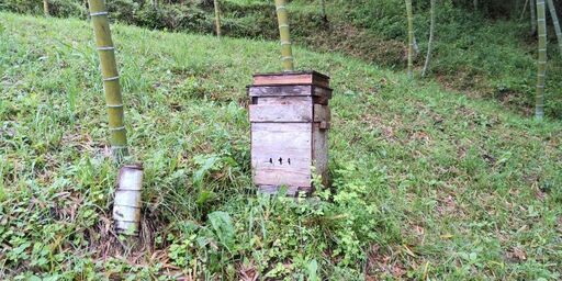 ニホンミツバチ（日本みつばち）の分蜂群（2025年5月入居確認）