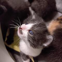 子猫の里親募集　ミケ以外はオスでした