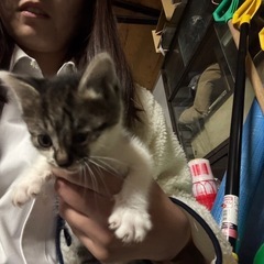 よちよち可愛い子猫ちゃん