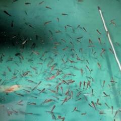 ハネらんちゅう稚魚