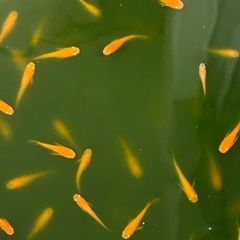 格安❗️紅帝メダカ　幼魚10匹　