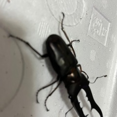 メタリフェルホソアカクワガタ   オス単品の画像