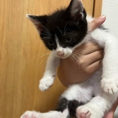 お迎え待ってます🐾鍵尻尾のハチワレくん