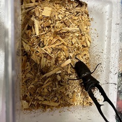 メタリフェルホソアカクワガタ   オス単品の画像