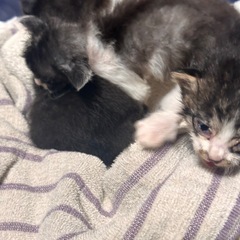 里親募集🐈‍⬛🐈