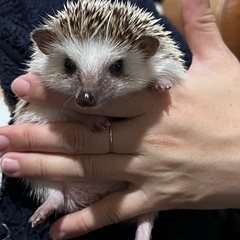 ハリネズミの里親を募集します