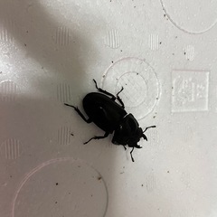 ダイオウヒラタメス単品の画像