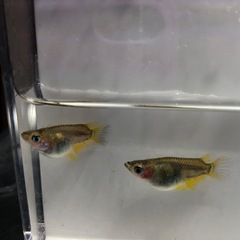 皁(そう)×エンゼルダルマめだか🐟有精卵　30個