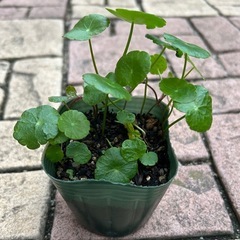 水草　ウォーターコイン　10〜15本