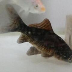 柳出目金(黒)