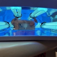 【取引決まりました】UVライト お値段要相談の画像