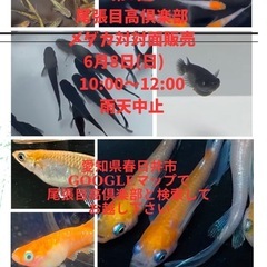 6月8日(日)メダカ対面販売12時終了