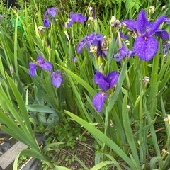 花菖蒲一株あたり