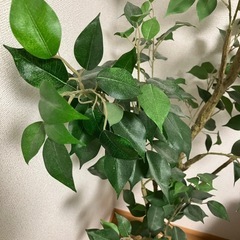 受付中　人工観葉植物　フィカス　1.5mの画像