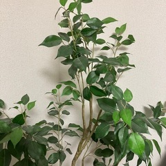 受付中　人工観葉植物　フィカス　1.5mの画像