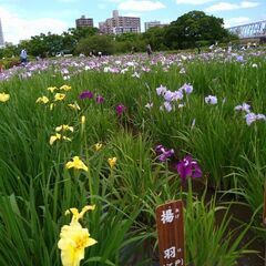 カフェ会＆小岩菖蒲園散策参加メンバー募集(6/1)