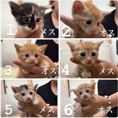 🍒🍓アメショー柄茶白、三毛猫兄弟です🍒🍓