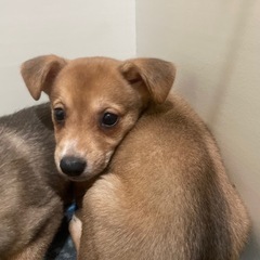 優しい性格の女の子らしい子犬ちゃん