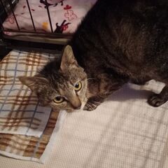 とても人懐こいお母さん猫です