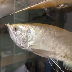 アルビノシルバーアロワナの画像