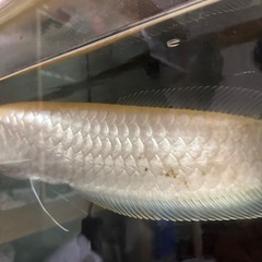 アルビノシルバーアロワナの画像