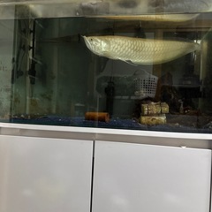 アルビノシルバーアロワナの画像