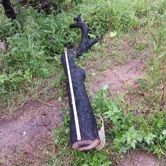 クロキの画像