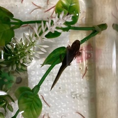 オキナワシリケンイモリ
