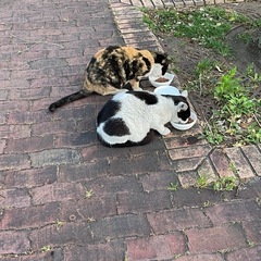 地域猫の餌やりさん募集