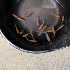 三色ラメメダカ⑦ 20匹