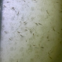 東錦金魚の稚魚10匹