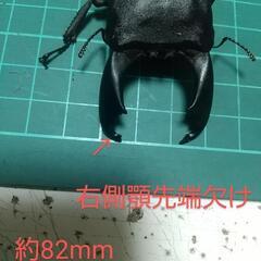 スラウェシヒラタ ペア ◤B品◢