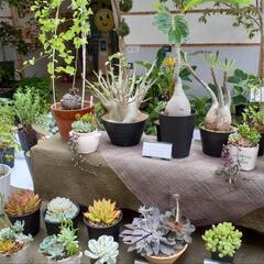 多肉植物、サボテン、花などお譲りください