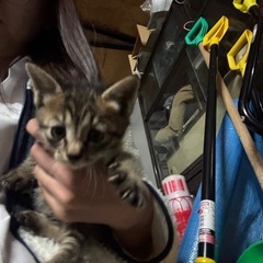 よちよち歩くよキジさま