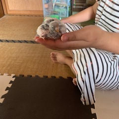 セキセイインコ雛 - 里親募集