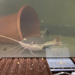 レッドテールキャット【急募】