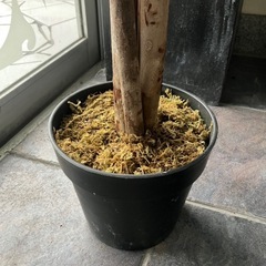 フェイクグリーン 大型 超リアル H150cm オリーブ の画像