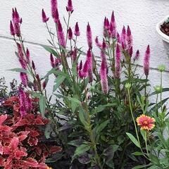 4個セット セロシア　複数株植え苗　高性種の画像