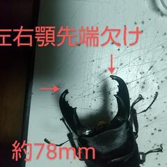 スラウェシヒラタ ペア ◤B品◢