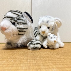 白虎家族3匹