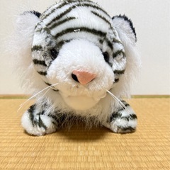 白虎家族3匹の画像