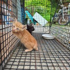 生まれたて子猫 - 猫