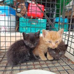 生まれたて子猫