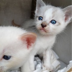 0歳、子猫4匹、茶トラ・灰ハチワレ・白多め