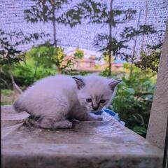 子猫4月22日誕生あげます
